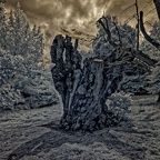 Pedunculate Oak