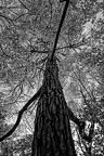 Canopy 2