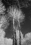 Regrowth after pollarding