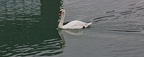 Swan on The River Ouse