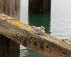 Juvenile gull