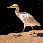01 juvenile cattle egret