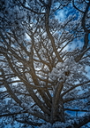 02 monterey pine