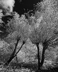 03 white willows